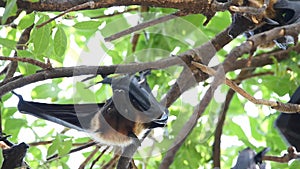 Bat flying fox hanging on tree in nature wild