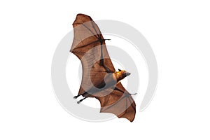 Bat flying isolated on white background.