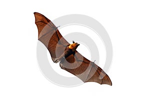 Bat flying isolated on white background.