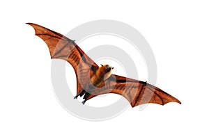 Bat flying isolated on white background.`Lyle`s flying fox`