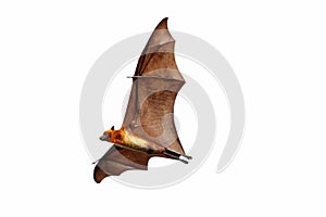 Bat flying isolated on white background. `Lyle`s flying fox`