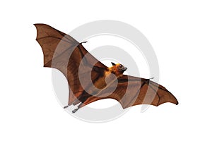 Bat flying isolated on white background. `Lyle`s flying fox`