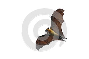 Bat flying on white background.`Lyle`s flying fox`