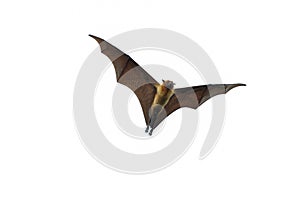 Bat flying on white background.`Lyle`s flying fox`
