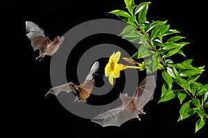 Bat group. Orange nectar bat, Lonchophylla robusta, flying bat in dark night. Nocturnal animal in flight with yellow feed flower.