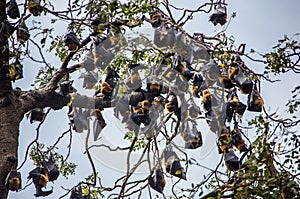 Bat hanging on a tree branch Malayan