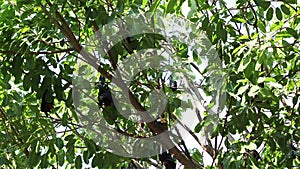 Bat hanging on a tree branch Malayan bat or Lyle's flying fox science names Pteropus lylei, low-angle of view shot