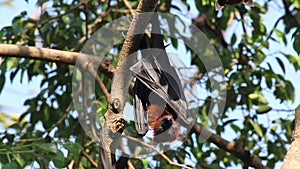 Bat hanging on a tree branch Malayan bat or Lyle's flying fox science names Pteropus lylei, low-angle of view shot