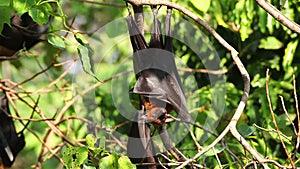 Bat hanging on a tree branch Malayan bat or Lyle's flying fox science names Pteropus lylei, low-angle of view shot