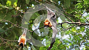 Bat hanging on a tree branch Malayan bat or Lyle's flying fox science names Pteropus lylei, low-angle of view shot