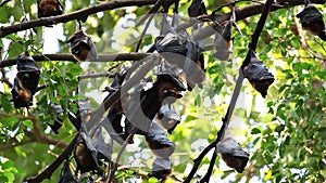 Bat hanging on a tree branch Malayan bat or Lyle's flying fox science names Pteropus lylei, low-angle of view shot