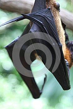 Bat is hanging on a tree branch, Singapore