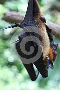 Bat is hanging on a tree branch, Singapore