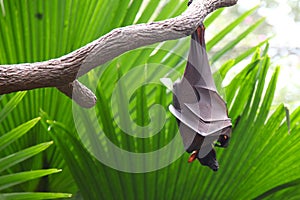 Bat is hanging on a tree branch, Singapore