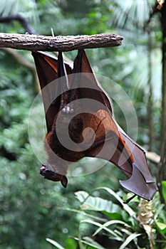 Bat is hanging on a tree branch, Singapore