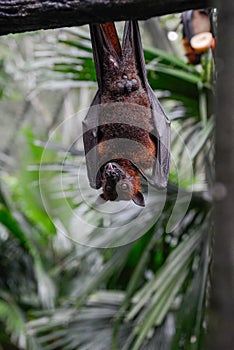 Bat hanging on a tree branche