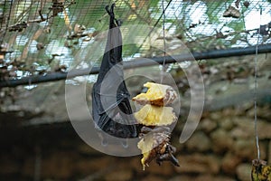 Bat hanging upside down eating