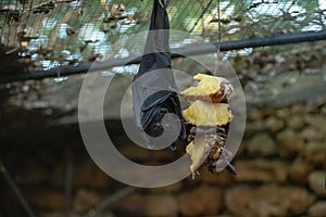 Bat hanging upside down eating