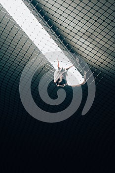 Bat hanging upside down on a net