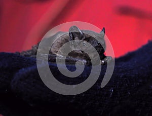 Bat laying at human`s hand close-up