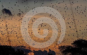 Bat migration at Kasanka National Park, Zambia