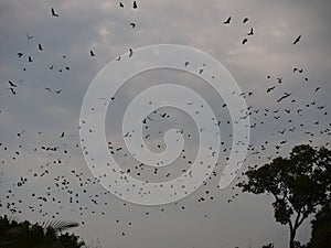 Bat migration photo