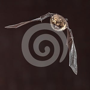 bat Myotis nattereri in flight