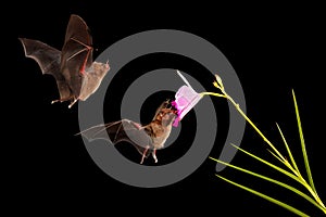 Bat night wild forest. Orange nectar bat, Lonchophylla robusta, flying bat in dark night. Nocturnal animal in flight with yellow
