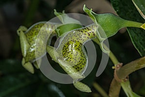 Bat Pollinated Flowers