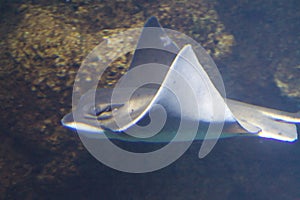 Bat Ray