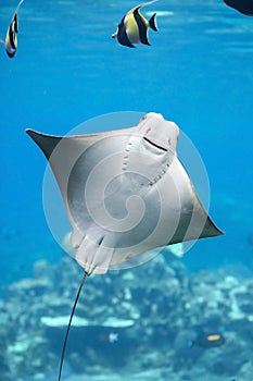 Bat Ray