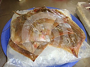 Bat Ray, Fresh Water Stingray