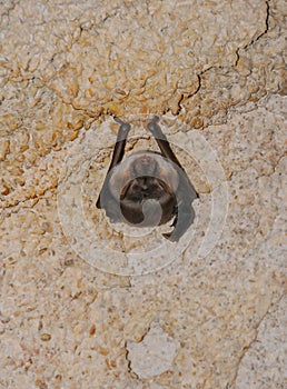 A bat rests upside down during the day in the catacombs of eastern Crimea