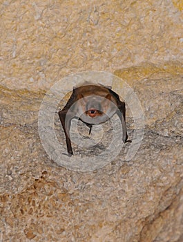 A bat rests upside down during the day in the catacombs of eastern Crimea