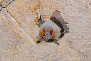 A bat rests upside down during the day in the catacombs of eastern Crimea