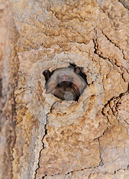 A bat rests upside down during the day in the catacombs of eastern Crimea