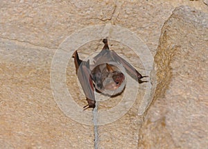 A bat rests upside down during the day in the catacombs of eastern Crimea