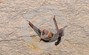 A bat rests upside down during the day in the catacombs of eastern Crimea