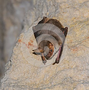 A bat rests upside down during the day in the catacombs of eastern Crimea