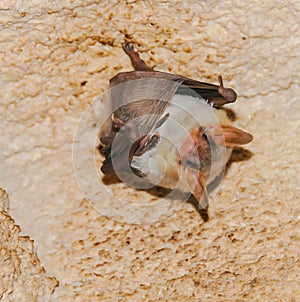 A bat rests upside down during the day in the catacombs of eastern Crimea