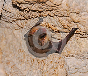 A bat rests upside down during the day in the catacombs of eastern Crimea