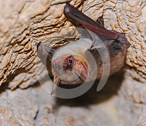 A bat rests upside down during the day in the catacombs of eastern Crimea