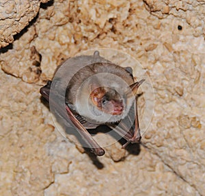 A bat rests upside down during the day in the catacombs of eastern Crimea