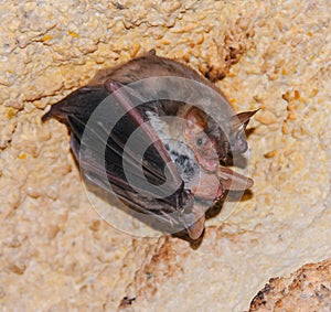 A bat rests upside down during the day in the catacombs of eastern Crimea