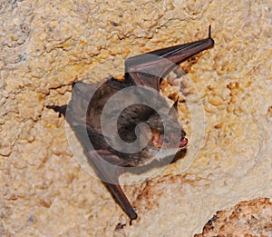 A bat rests upside down during the day in the catacombs of eastern Crimea