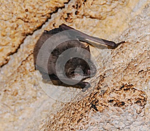 A bat rests upside down during the day in the catacombs of eastern Crimea