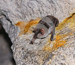 A bat rests upside down during the day in the catacombs of eastern Crimea