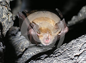 Bat Rhinolophus ferrumequinum