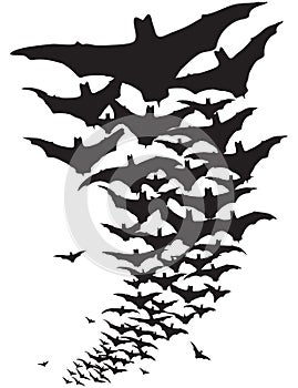 Bat silhouette photo