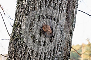 Bat sits on a tree trunk in spring